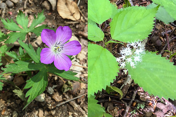 LILY2_7f932020-e496-469e-9d6c-b7b684260f2b