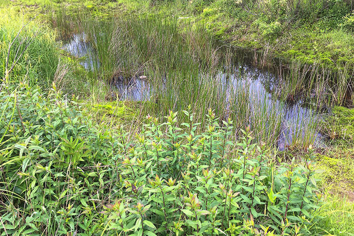 Wet_Camp_Gap_Pomd_96b46191-db23-4e49-bfed-baa1e962fee1