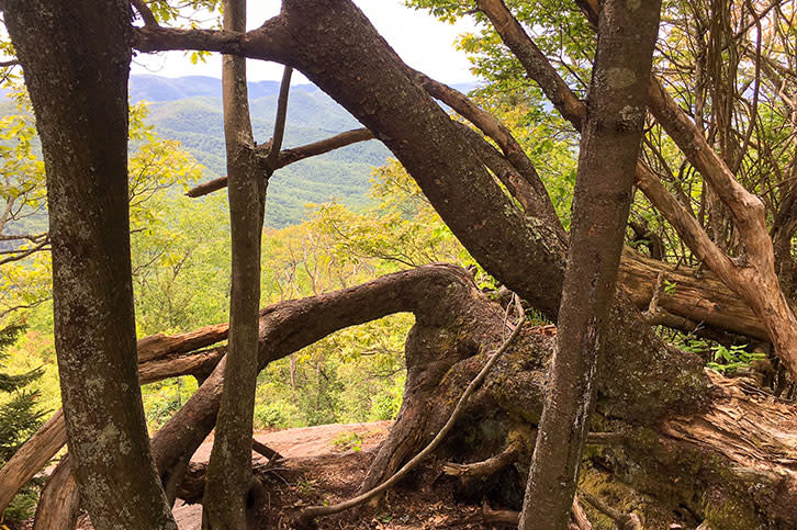 twisted_tree_final_9cf70a67-0a3b-43e6-b459-8a15ce7c089d