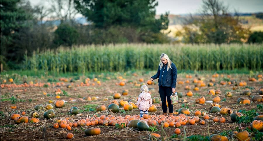 Cotswold Farm Park