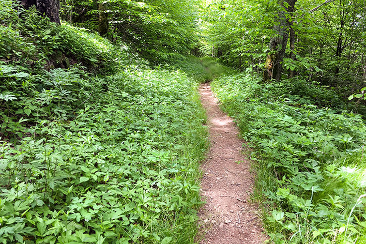 Wet_Camp_Gap_Trail_1f406044-5032-469e-b0da-635a2c7b3c81