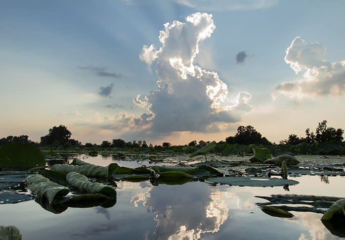 Erie marsh