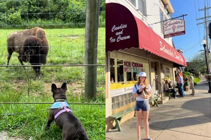 A small black dog looks at a bison through a fence next to an image of a girl eating ice cream