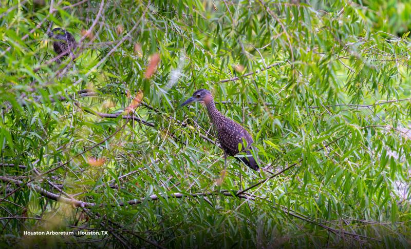 Around Houston - Birding - Houston Arboretum 2