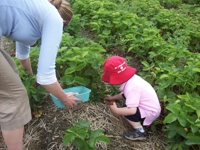 Sweet Berry Farm