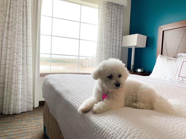 dog friendly hotel