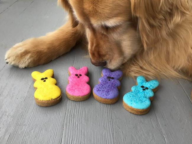 Four Your Paws Only - Dog with Easter Treats