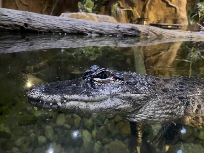 Alligator at Living Shores Aquarium