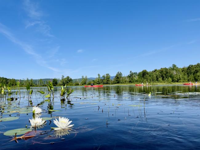 Great Glen Trails Kayaking Tour - lilies on water with kayakers in background