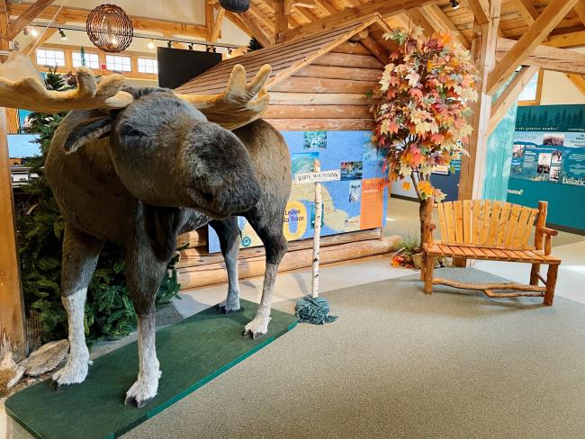 Stuffed Moose Inside White Mountains Visitor Center