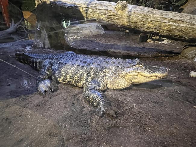 Living Shores Adds Three New Alligators