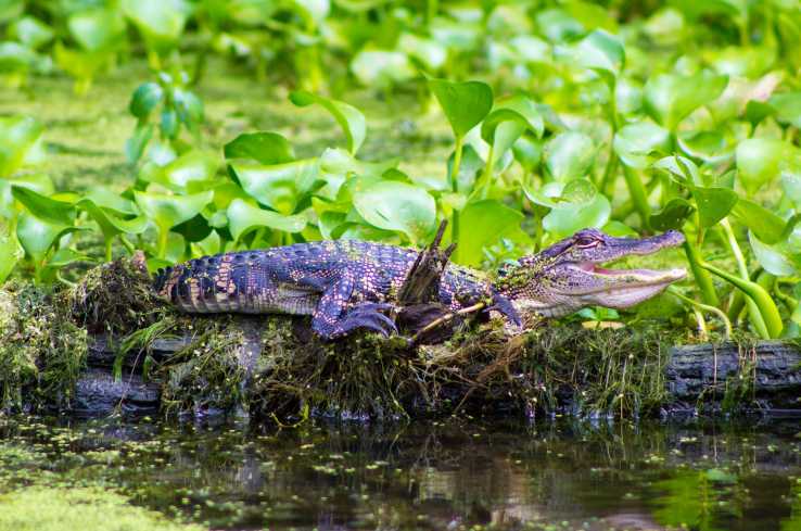 Ultimate Swamp Adventures