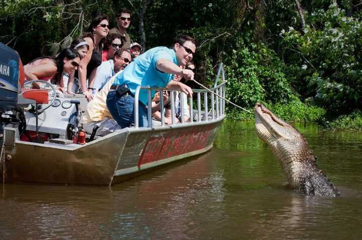 Swamp Tour - Gators