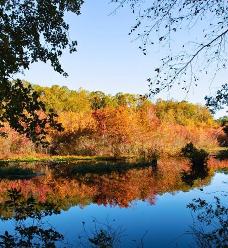 Killens Pond State Park in fall where the colorful leaves reflect against the pond.