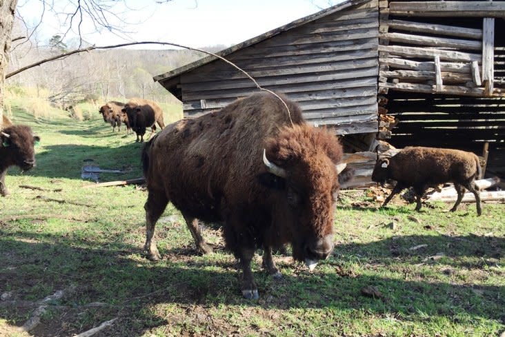 Sunset Ridge Buffalo Farm-Buffalo Staring Building