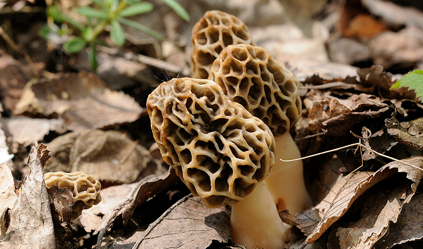 Morel-Mushrooms-Rocky-Gap-State-Park