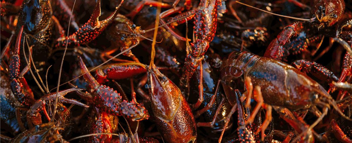 Crawfish Pile