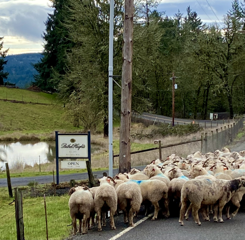 Sheep at Bethel Heights Vineyard