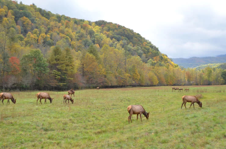 Cataloochee Valley