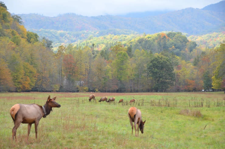 Elk Spotting