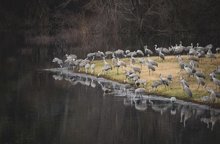 wheeler wildlife refuge