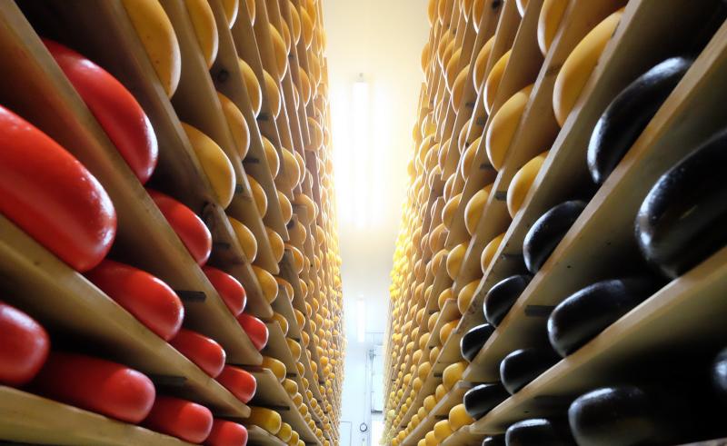 Wheels of cheese on wooden shelves