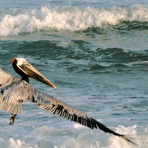 Pelican-over-waves