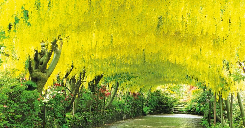A view of the Laburnam Arch in bloom at Bodnant Garden