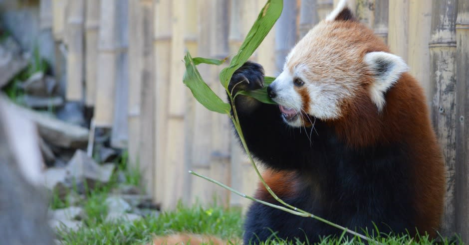 A red panda eating leaves at Welsh Mountain Zoo