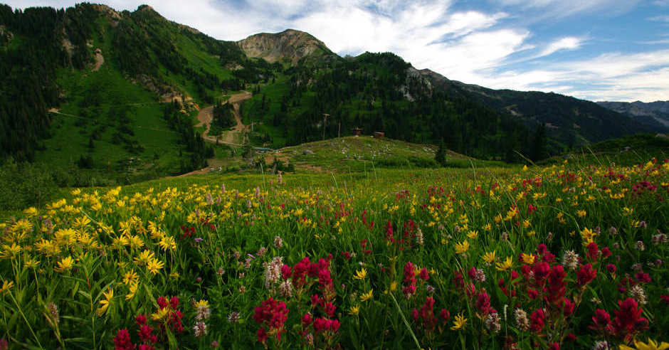 Albion Basin at Alta up Cottonwood Canyon