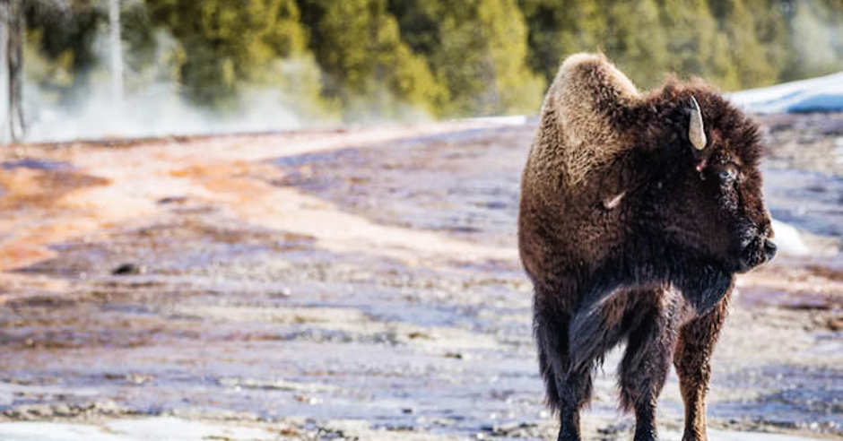 Bison in Yellowstone National Park