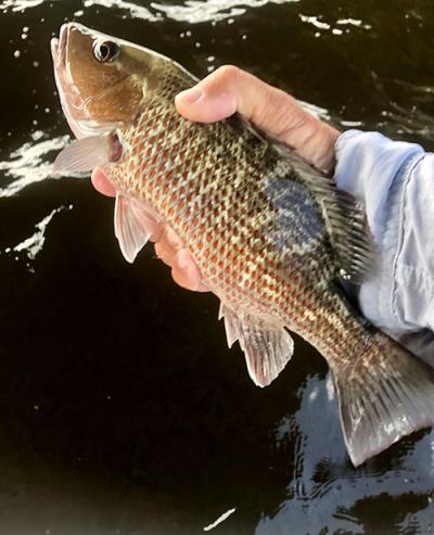 Fishing: close up of mangrove snapper fish