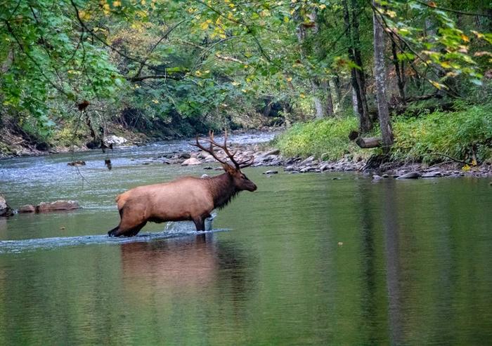 Elk