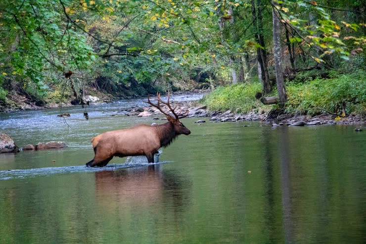 How Big is the Largest Moose? Discover the Enormous Size of These Majestic Creatures!