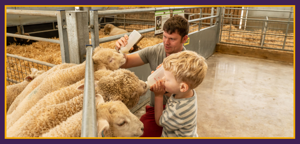 Family bottle feeding farm animals at Cotswold Farm Park