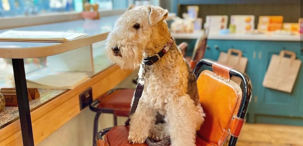 A dog sat inside Chaplais Kitchen in Cheltenham