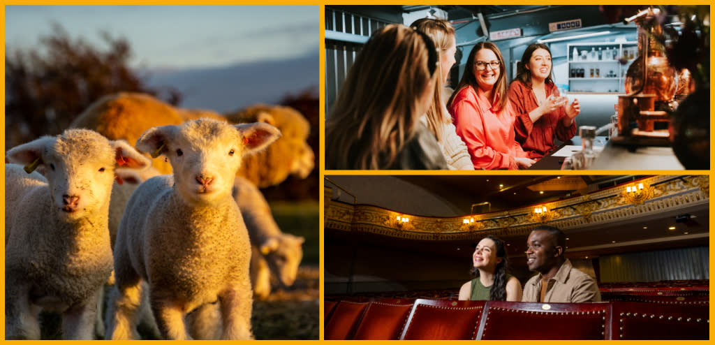 Collage featuring lambs at Cotswold Farm Park, ladies at Piston Gin Distillery, and two people watching a show at the Everyman Theatre Cheltenham.