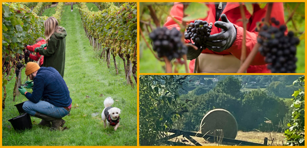 Collage featuring Dryhill Wine Vineyard, grape picking, and scenic countryside views.