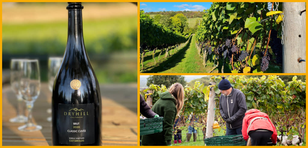 Collage featuring Dryhill Wine, the vineyard, and the Dryhill team.