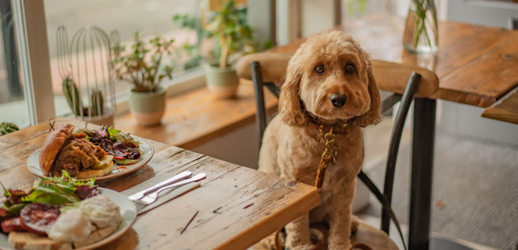Poppy the Cockapoo at No.85 Coffee & Kitchen