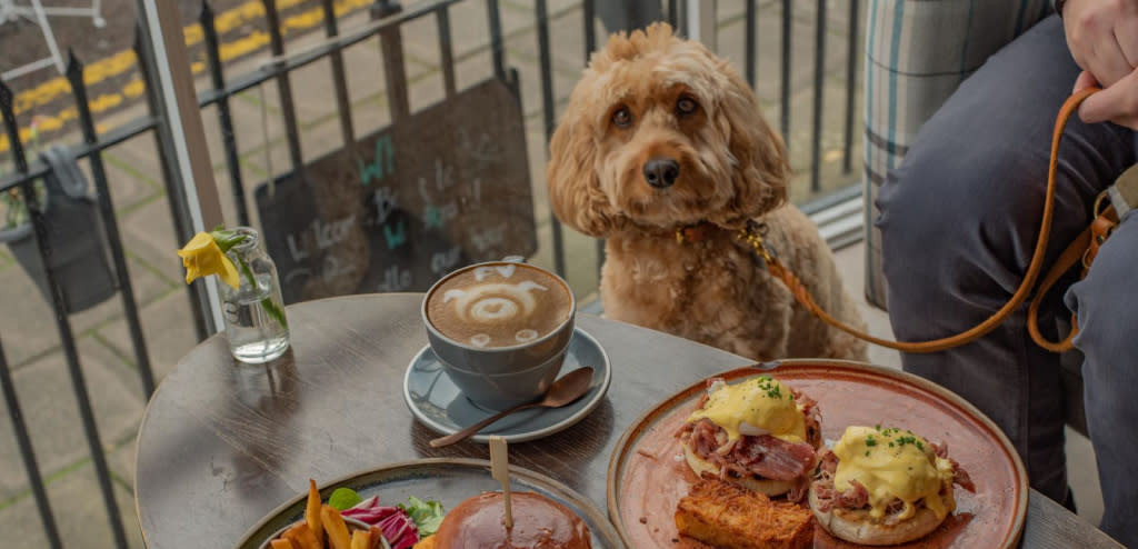 Poppy the Cockapoo at WoodKraft in Cheltenham