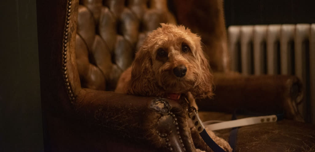 Poppy the Cockapoo at The Swan Cheltenham