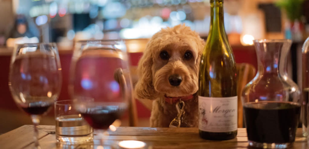 Poppy the Cockapoo at The Grape Escape, Cheltenham