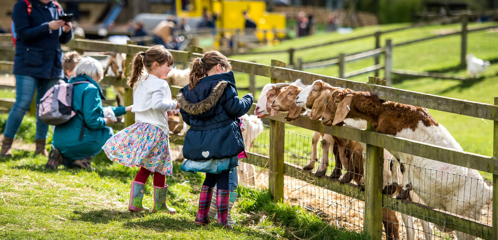 Children feeding goats at Cotswold Farm Park.