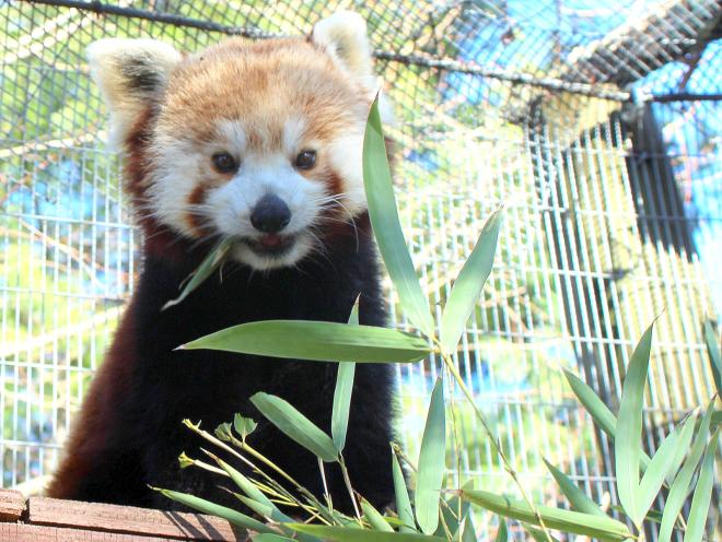Mill Mountain Zoo - Red Panda