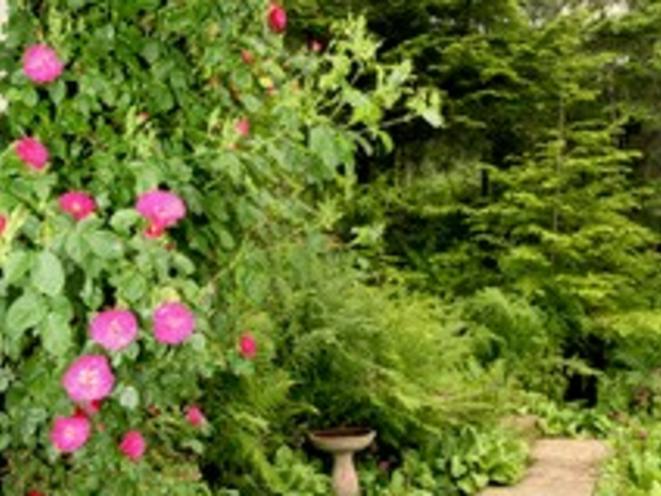 AKNS boardwalk with roses