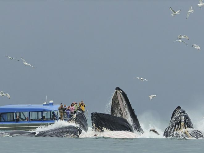 Whales