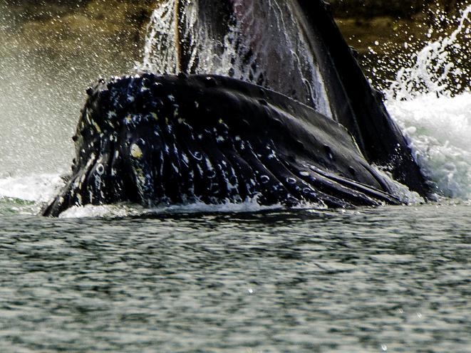 whale up close