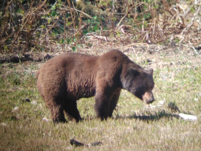 Bears - Chris