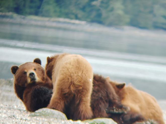 Bears - Chris